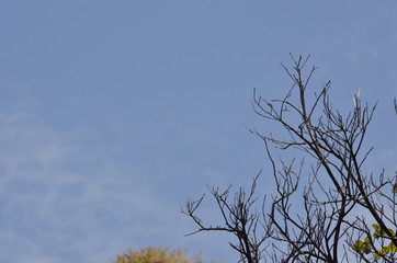 dead tree and sky