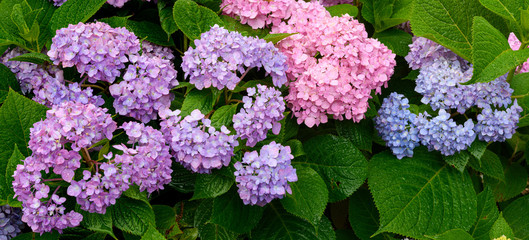 Natural Color Range of Hydrangea in Neutral Soil