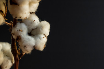 Natural Dry Cotton Branch stand on black background with copy space.