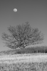 Waxing Moon Rises Over a Tree at Big Meadows Near Sunset on a Winter Day