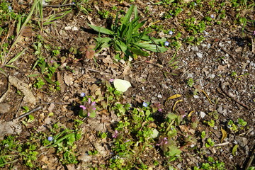 Zitronenfalter auf Blume