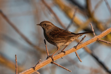 Blue Tit  laid on a branch in Tuscany	