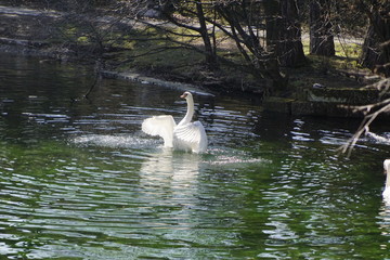 Schwan in einem Teich der hoch steigt und mit den Flügeln schlägt