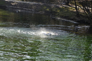 Fototapeta premium Schwan in einem Teich der hoch steigt und mit den Flügeln schlägt
