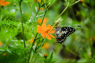 the butterfly alighted on a flower, beautiful