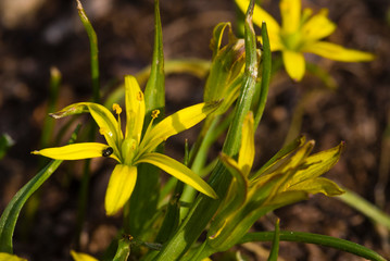 The flowers of the meadow yellow star, yellow star, Gagea pratensis