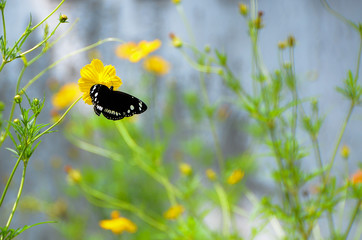 the butterfly alighted on a flower, beautiful