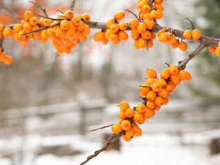 Sea buckthorn in winter. Yellow berries on the branches. In the background is a fence.