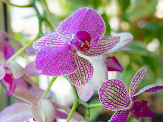 Orchid flowers on a background of green leaves.