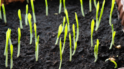 Sprouts in the soil. Young plant. Home gardening.