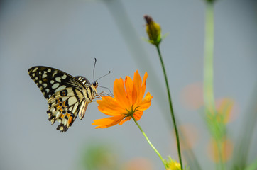 the butterfly alighted on a flower, beautiful
