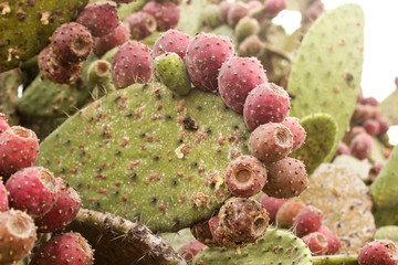 cactus nopal tuna - obrazy, fototapety, plakaty