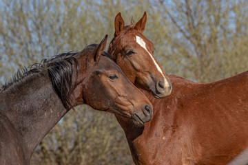 Freunde auf der Koppel im Frühjahr