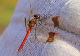 dragonfly