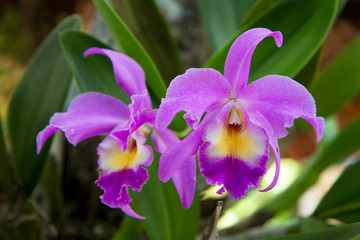 Cattleya gaskelliana is a labiate Cattleya species of orchid. Guarianthe is a colorful purple flowers. Costa Rican national flower. Guaria morada
