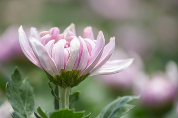 Selective focus. The Standard Type of pink Chrysanthemum flower in the garden. Each branch has a flowers and 3 - 4 branches per plant. Chrysanthemum sometime call mums or chrysanths. Blurr background.