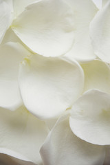 White rose petals. A gentle background for the design.