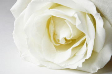 A white rose on a light background is a Delicate flower.