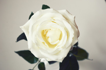 A white rose on a light background is a Delicate flower.