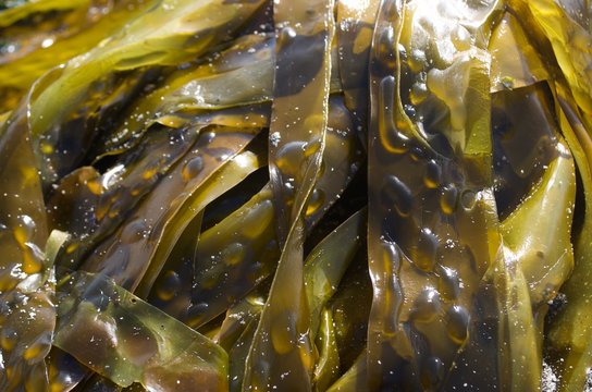 Kelp 