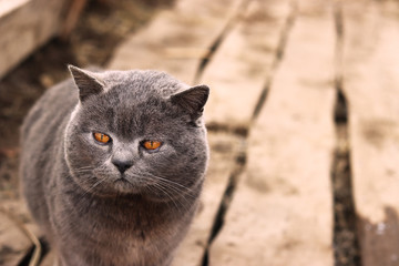 a grey cat with yellow eyes and stuffed fur