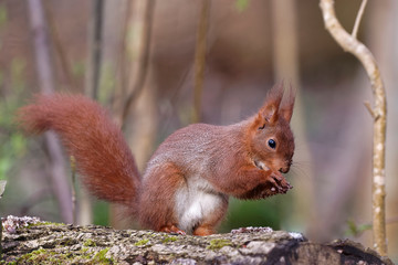 Ecureuil roux