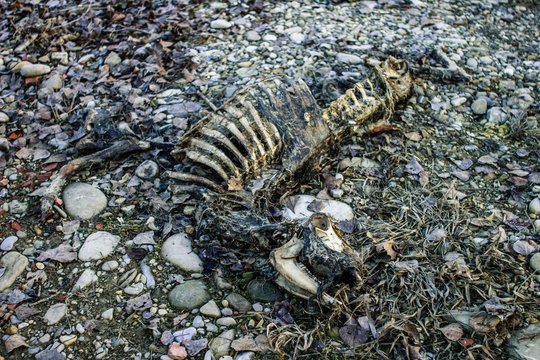 La carcassa di una pecora lungo le sponde del fiume Parma.