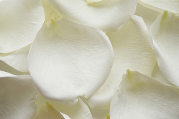 Fototapeta na wymiar White rose petals. A gentle background for the design.