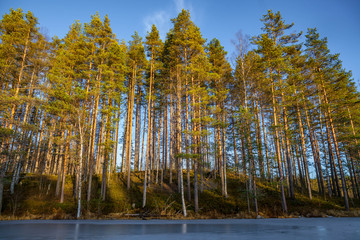 Obraz premium Landscape with a frozen lake with pine trees