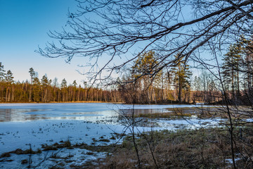 Landscape with a frozen lake with pine trees