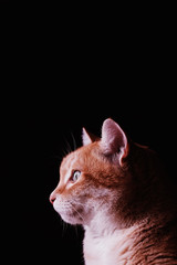 Beautiful funny ginger cat looks away on an isolated black background