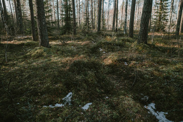 Spruce tree forest, moss carpet covering the bottom of the forest