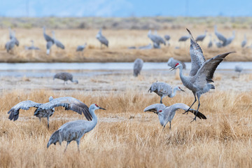 Migrating Greater Sandhill Cranes in Monte Vista, Colorado
