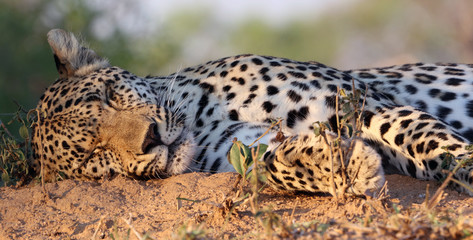 Fototapeta na wymiar Close up of sleeping leopard, Sabi Sands game reserve South Africa