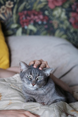 Fototapeta na wymiar A smart and beautiful portrait of a cat with green eyes, which a man strokes while lying on a sofa bed. The cat is delighted and enjoys stroking