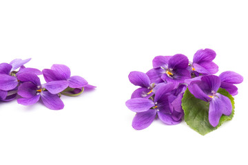 Viola Odorata flowers isolated on white background in close- up.  Place for text. Top view with copy space