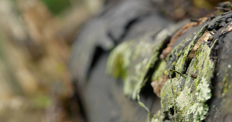 Serra da Canastra National Park