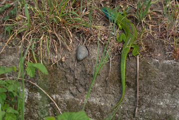 la lucertola si nasconde nella vegetazione