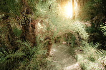 Bright sun shining it path way with tunnel inside mysterious forest