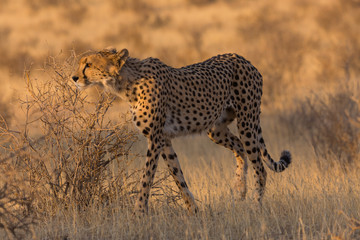 Cheetahs in Kgalagadi Transfrontier Park