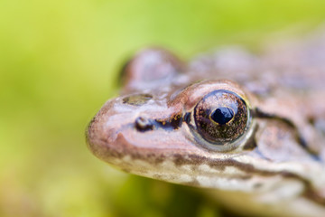 Pickerel Frog Eye Close Up