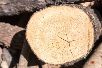 close up cutting wood log at forest