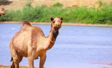 indian camels,Camels and water in the desert,Camels running in the desert,Camel's desert in the...