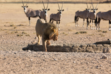 Lions in Kgalagadi Transfrontier Park