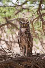 Birds of Kalahari