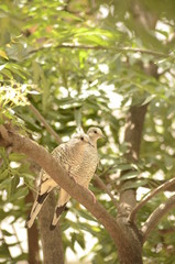 bird on branch