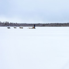 Husky dogs sledge on frozen winter lake in Lapland Finland