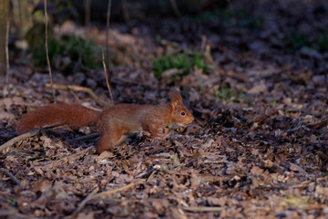 Ecureuil roux