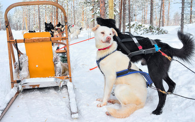 Husky dogs in sledge in Finnish winter forest in Rovaniemi