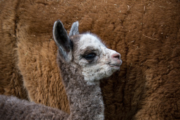 A one day old alpaca also known as a Cria, standing next to moms side